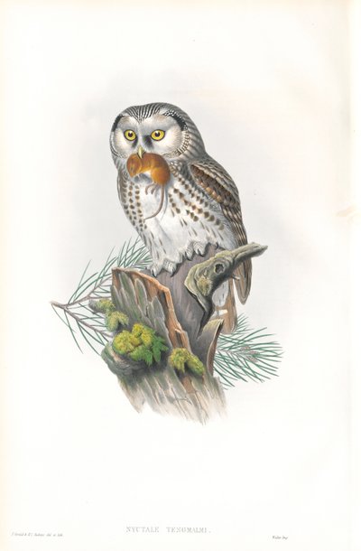 Illustration of Nyvtale Tengmalmi (Tengmalm